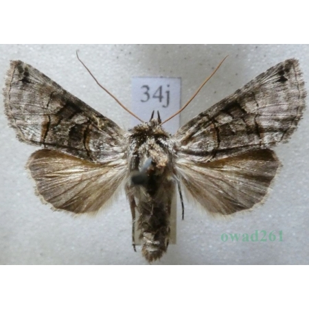 Abrostola tripartita (Hufnagel, 1766) Czech34j
